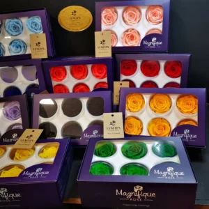 Luxury Preserved Roses New to the Market